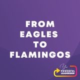 Episode 5: From Eagles to Flamingos