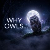 Gentle Owl Facts That Will Carry You Into the Deepest Sleep(M4A_128K)