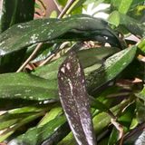 Episode 314 - Beautiful Chaos: Understanding Variegation :) (pt 1)