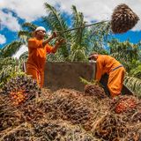 Olio di palma, cocco e soia cancellano l'1,5% della biodiversità globale