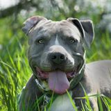 Aizza il cane e scatena la rissa: due feriti dai morsi, ferito anche l’animale. Due denunce