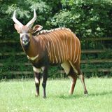 013.2 bongo