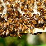 Elvish Honey il miele degli elfi turco che vale 5.000 euro al chilo