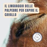 Il linguaggio delle palpebre per capire il cavallo