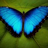 Julia Alvarez - Il tempo delle farfalle