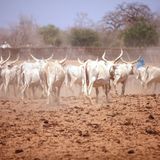 Campagne pastorale 2025 à Zinder : une saison favorable pour les éleveurs (Le Niger sur Kalangou)