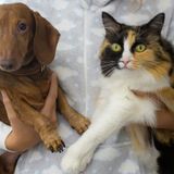 La problemática de la nueva Ley del Medicamento Veterinario