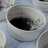 Virus West Nile, ancora un decesso nel Lazio. Intensificata attività di sorveglianza sanitaria