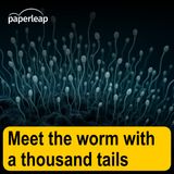 Meet the worm with a thousand tails