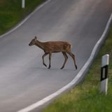 Kolizja z dzikim zwierzęciem