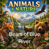 Bears of Blue River - Charles Major
