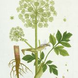 Show 310: Angelica