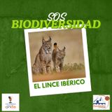 SOS Biodiversidad_El lince Ibérico