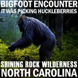 BIGFOOT EYE-SIGHTING REPORT FROM NORTH CAROLINA (PICKING HUCKLEBERRIES) SHINEY ROCK WILDERNESS