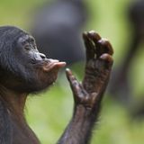 Ecología para todos: Chimpancés y bonobos, los otros homínidos
