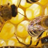 Honey Mountian Bees, ACA Changes? and At The Leadership Table