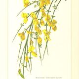 Show 233: Don't try this at home, and edible Valerian, Violets, Cunila and Scotch Broom