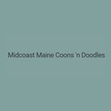 Finding Trusted Maine Coon Breeders in Maine