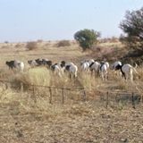 Tanout : les jeunes au cœur de la résolution des conflits champêtres (Tous à la Fada)
