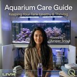 Aquarium Care Guide - Dive into the underwater world with Juniper Snout