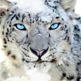iOS Snow Leopard