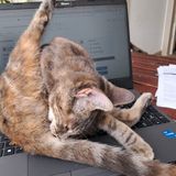Laptop-Loving Cat Joins Good Morning Portugal! Show in 'Studio 2' AKA The Kitchen #cats #livestreams