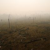 Amazzonia: nelle foreste i danni degli incendi durano decenni