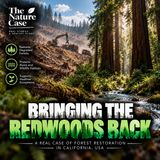Bringing the Redwoods Back