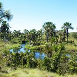 Non solo Amazzonia: nelle aree umide brasiliane la riserva dimenticata di carbonio