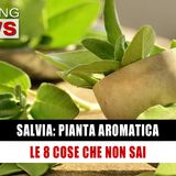 Salvia, Pianta Aromatica: Le 8 Cose Che Non Sai! 