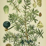 Show 243: Juniper