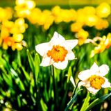 Narciso, il fiore degli sguardi profondi