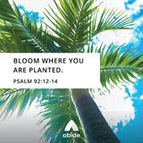 Bloom Where You are Planted