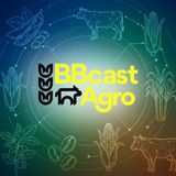 Feijão: previsão da safra 2026/27, preços e impactos do El Niño | BBCast Agro - 28/10/2026