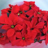 "Una Navidad para compartir" en Tomares con más de cien actividades