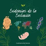 Evidencias de la evolución