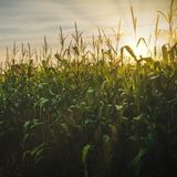 Safra recorde pressiona preços do milho no Brasil e no exterior | BBcast Agro – 18/07/2025