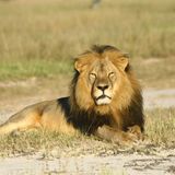 Cecil the Lion and Eroding Character of America
