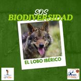 SOS Biodiversidad_El lobo Ibérico