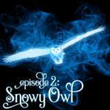 Episode 2: Snowy Owl