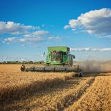Coltivatori di grano in crisi anche nel Vicentino: mietiture in calo del 10% e compensi giù del 40%