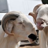 Le journal du 12 novembre 2025 : À Niamey, une conférence sur l’amélioration génétique des animaux domestiques