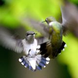 292: Winning the Hummingbird War