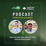 Entrevista Exclusiva - Manejo na fase inicial da planta evita perda na produtividade