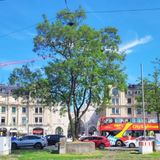 Grüner wird's nicht, oder: Die 95.000 Euro-Luxus-Bäume - Streitpunkt München von Franziska von Lehel