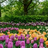 Roberta Gueli: «Al Parco Giardino Sigurtà fioriranno un milione di tulipani»
