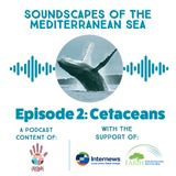 Soundscapes of the Mediterranean Sea. Episode 2: Cetaceans