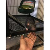 BJQ Radio- Faith's Animal Rescue Mission- Rats!