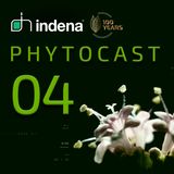Phytocast 04: The war