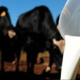 Sem políticas do governo federal, crise do leite se aprofunda, segundo Zeca Dirceu